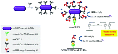 Graphical abstract: Gold nanorod-based fluorometric ELISA for the sensitive detection of a cancer biomarker