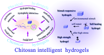 Graphical abstract: The chitosan hydrogels: from structure to function