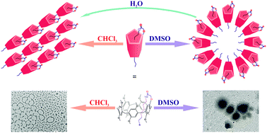 Graphical abstract: Supramolecular motifs for the self-assembly of monosubstituted pillar[5]arenes with an amide fragment: from nanoparticles to supramolecular polymers