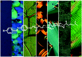 Graphical abstract: Highly frustrated liquid crystal phases in optically active dimers: synthesis and rich phase transitional behavior