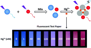 Graphical abstract: A colorimetric paper sensor for visual detection of mercury ions constructed with dual-emission carbon dots