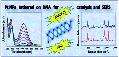 Graphical abstract: Pt nanoparticle tethered DNA assemblies for enhanced catalysis and SERS applications