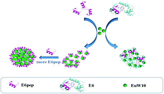 Graphical abstract: High-affinity binding with specific peptides endows EuW10 a good luminescence probe for HPV E6 detection