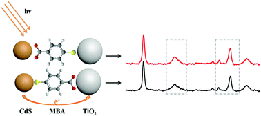 Graphical abstract: Surface-enhanced Raman scattering (SERS) as a probe for detection of charge-transfer between TiO2 and CdS nanoparticles