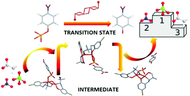 Graphical abstract: Mapping the working route of phosphate monoester hydrolysis catalyzed by copper based models with special emphasis on the role of oxoanions by experimental and theoretical studies