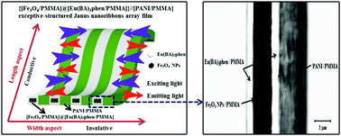 Graphical abstract: Assembling exceptionally-structured Janus nanoribbons into a highly anisotropic electrically conductive array film that exhibits red fluorescence and superparamagnetism