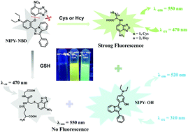 Graphical abstract: A highly sensitive fluorescent probe for selective detection of cysteine/homocysteine from glutathione and its application in living cells and tissues