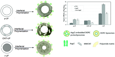 Graphical abstract: Hollow fiber nanofiltration membranes with integrated aquaporin Z