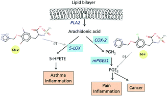 Graphical abstract: A novel class of tyrosine derivatives as dual 5-LOX and COX-2/mPGES1 inhibitors with PGE2 mediated anticancer properties