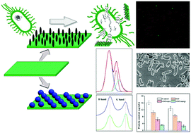 Graphical abstract: Efficacy of shape-monitored reduced graphene oxide–copper nanohybrids: anti-bacterial attributes for food safety and dye degradation studies