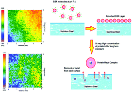 Graphical abstract: Corrosion behaviour of austenitic stainless steels in phosphate buffer saline solution: synergistic effects of protein concentration, time and nitrogen