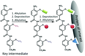 Graphical abstract: An expeditious synthetic route to proteomimetic foldamers