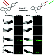 Graphical abstract: A two-photon fluorescent probe for detecting lipid droplet viscosity in living cells and zebra fish