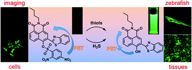 Graphical abstract: A PET-based turn-on fluorescent probe for sensitive detection of thiols and H2S and its bioimaging application in living cells, tissues and zebrafish