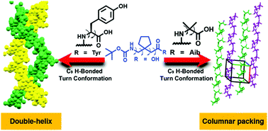 Graphical abstract: Intertwined gababutin-based supramolecular double helix