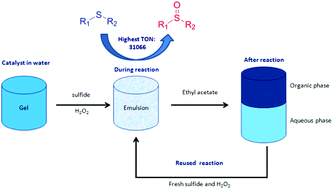 Graphical abstract: Green catalysis for the selective oxidation of sulfides with high turnover numbers in water at room temperature