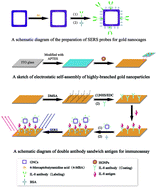 Graphical abstract: Detection of IL-8 in human serum using surface-enhanced Raman scattering coupled with highly-branched gold nanoparticles and gold nanocages