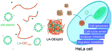 Graphical abstract: Inhibition of proliferation and migration of tumor cells through lipoic acid-modified oligoethylenimine-mediated p53 gene delivery