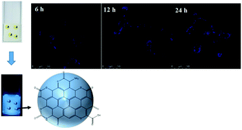 Graphical abstract: Microwave-assisted synthesis, characterization, cell imaging of fluorescent carbon dots using l-asparagine as precursor