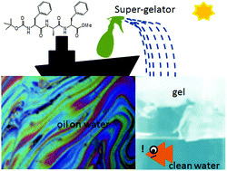 Graphical abstract: Tripeptide based super-organogelators: structure and function