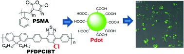 Graphical abstract: Highly stable and bright fluorescent chlorinated polymer dots for cellular imaging