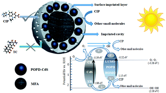 Graphical abstract: Enhanced selectivity for photodegrading ciprofloxacin by a magnetic photocatalyst modified with a POPD–CdS heterojunction embedded imprinted layer