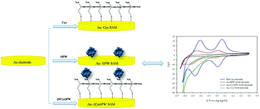 Graphical abstract: Electrochemical behavior of inorganic–organic hybrid polyoxometalate ((Cys)3[PW12O40]) nanostructure self-assembled monolayer on polycrystalline gold electrode surfaces