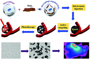 Graphical abstract: Macrophage-engulfed MoS2 for active targeted photothermal therapy