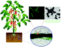 Graphical abstract: Synthesis and photophysical properties of conjugated (dodecyl)benzoateethynylene macromolecules: staining of Bacillus subtilis and Escherichia coli rhizobacteria