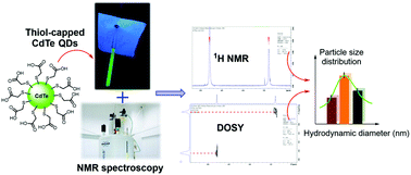 Graphical abstract: Surface characterization of thiol ligands on CdTe quantum dots: analysis by 1H NMR and DOSY