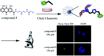 Graphical abstract: Target exploration of rhein as a small-molecule necrosis avid agent by post-treatment click modification