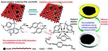 Graphical abstract: Reusable and removable PmPD/PVA membrane for effective Cr(vi) adsorption and reduction