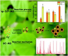 Graphical abstract: Single particle ICP-MS and GC-MS provide a new insight into the formation mechanisms during the green synthesis of AgNPs