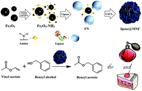 Graphical abstract: Synthesis of magnetic nanoflower immobilized lipase and its continuous catalytic application