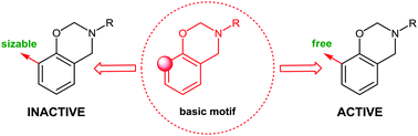 Graphical abstract: Design and functionalization of bioactive benzoxazines. An unexpected ortho-substitution effect