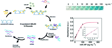Graphical abstract: Development of a DNA aptamer selection method based on the heterogeneous sandwich form and its application in a colorimetric assay for influenza A virus detection