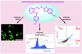 Graphical abstract: Synthesis of 2-anilinopyridyl linked benzothiazole hydrazones as apoptosis inducing cytotoxic agents