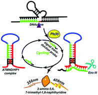 Graphical abstract: Label-free and highly sensitive fluorescence detection of lead(ii) based on DNAzyme and exonuclease III-assisted cascade signal amplification