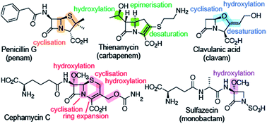 Graphical abstract: Roles of 2-oxoglutarate oxygenases and isopenicillin N synthase in β-lactam biosynthesis