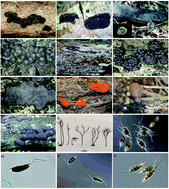 Graphical abstract: Diversity of biologically active secondary metabolites from endophytic and saprotrophic fungi of the ascomycete order Xylariales