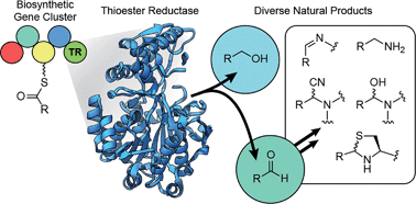 Graphical abstract: Natural products from thioester reductase containing biosynthetic pathways