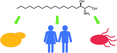 Graphical abstract: Sphingolipid biosynthesis in man and microbes