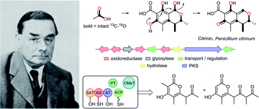 Graphical abstract: Classic fungal natural products in the genomic age: the molecular legacy of Harold Raistrick