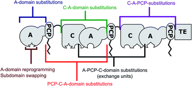 Graphical abstract: Structural, functional and evolutionary perspectives on effective re-engineering of non-ribosomal peptide synthetase assembly lines