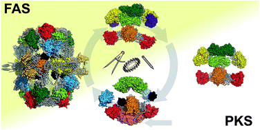 Graphical abstract: The architectures of iterative type I PKS and FAS