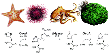 Graphical abstract: On ovothiol biosynthesis and biological roles: from life in the ocean to therapeutic potential