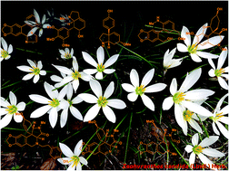Graphical abstract: Amaryllidaceae and Sceletium alkaloids