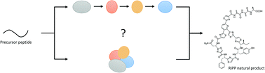 Graphical abstract: The role of protein–protein interactions in the biosynthesis of ribosomally synthesized and post-translationally modified peptides