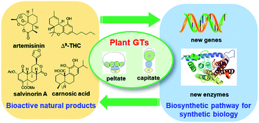Graphical abstract: Non-volatile natural products in plant glandular trichomes: chemistry, biological activities and biosynthesis