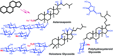 Graphical abstract: Chemical synthesis of marine saponins